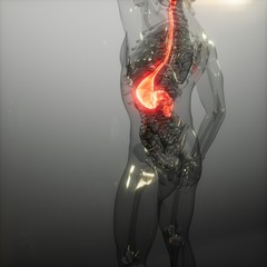 Human Stomach Radiology Exam