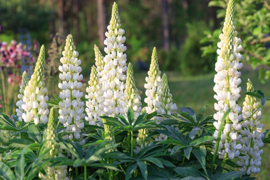 A lot of white lupines field. Rustic garden on the background of a wooden house