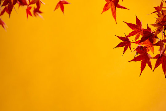 red meple leaf agin a yellow backgound. copy space ready.
