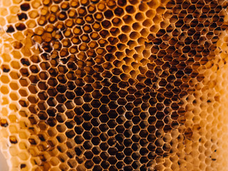 Beehive Honeycomb Nature Texture close up