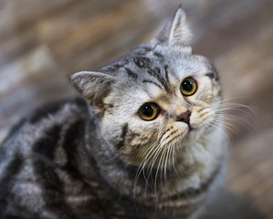 curious grey cat looks at the camera sitting on the floor