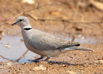 cape turtle dove