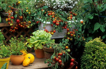 Fototapeta na wymiar Légumes en pot sur un balcon