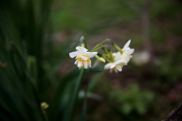 Spring background of daffodils flowers . Natural backdrop for Easter holiday or women day, 8 of march card, floral gift