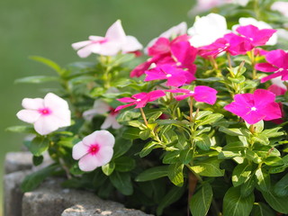 Fototapeta na wymiar Pink and white flower on blur background Watercress Madagasca or Rose Periwinkle Catharanthus roseus beautiful in the park