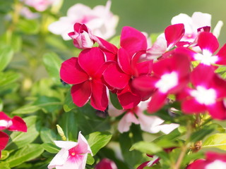 Pink and white flower on blur background Watercress Madagasca or Rose Periwinkle Catharanthus roseus beautiful in the park