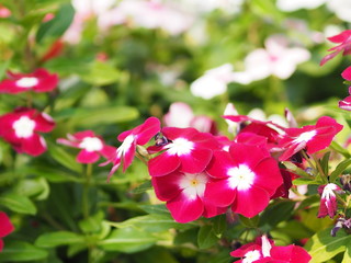 Pink and white flower on blur background Watercress Madagasca or Rose Periwinkle Catharanthus roseus beautiful in the park