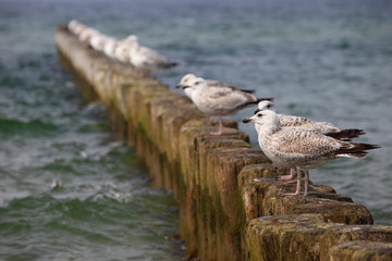 seagulls lined up on wooden pier