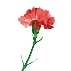 Red carnation flower.  Isolated on white. Collection for Mother's Day, victory day