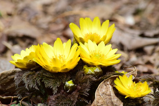 1 008 Best 福寿草 Images Stock Photos Vectors Adobe Stock