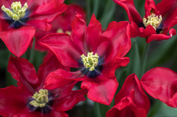 red tulips flowers blooming in a garden