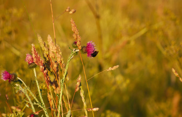 Bumblebee on thistle flower.