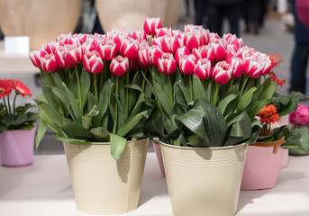 red and white tulips flowers blooming in flower pot
