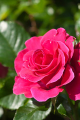 Roses in the garden, Roses are beautiful with a beautiful sunny day