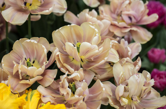 colorful botanical tulips flowers blooming in a garden © wjarek