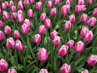 Fototapeta premium violet tulips flowers blooming in a garden
