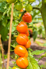 fresh healthy sweet tomatoes ripening on the vine in sunny lush green garden