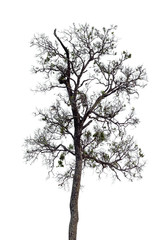 Obraz premium Isolated tree on white background