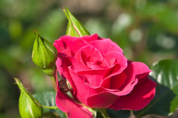 Roses in the garden, Roses are beautiful with a beautiful sunny day