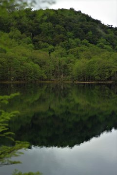 Bosque nativo.