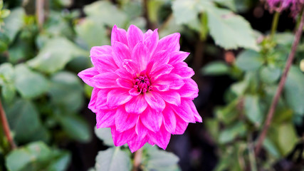 Purple Dahlia  Flowers