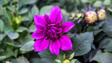 Voilet Dahlia Flower