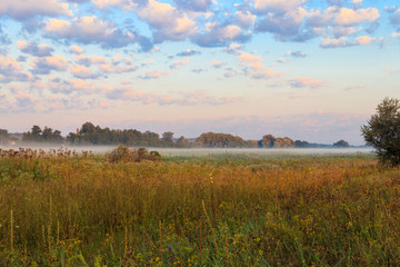 Summer landscape with green misty meadow, trees and sky. Fog on the grassland