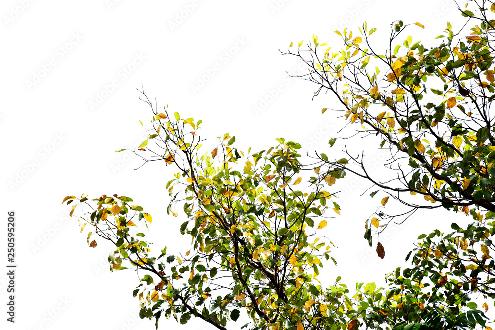 Wall mural Branch of tree on white background