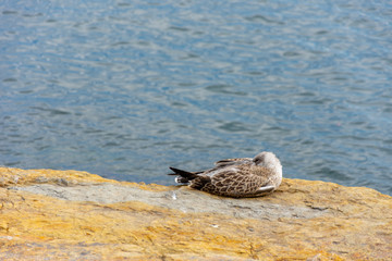 The seagull lying down on the rock