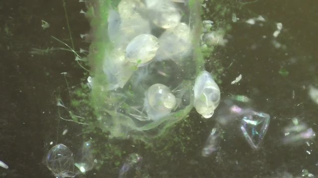 Spitzschlammschnecke&nbsp;(Lymnaea stagnalis) , Laichschnur
