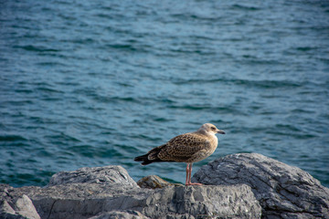 The seagull standing on the rock and looking to the sea
