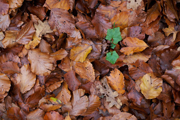 Autumn leaf.