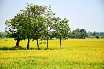 View of green tree on paddy rice fields