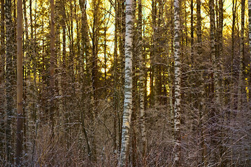 Winter forest at sunset.