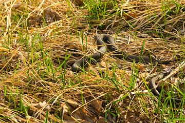 Snake crawling on the dry grass.