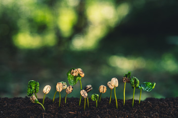 Coffee tree seedling growth Natural background