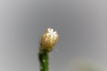 Blossom of a hairy-fruited wickerware cactus (Rhipsalis pilocarpa)