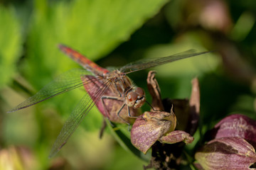 Close up of a dragonfly sitting on a flower