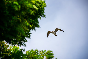 The seagull flying to the blue sky