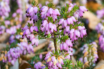 Closeup view of violet calluna vulgaris flowers