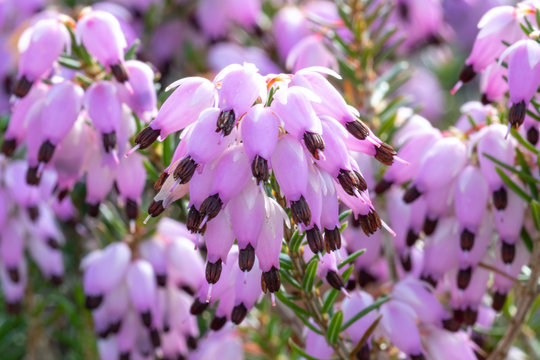 Closeup view of violet calluna vulgaris flowers