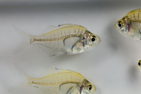 Indian glassy fish (Parambassis ranga)