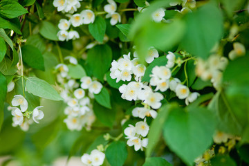  РУССКИЙ белые цветы жасмина19 / 10000 АНГЛИЙСКИЙ Перевести вGoogleBing white Jasmine flowers