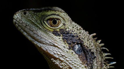 Water Dragon Head