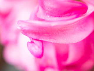 Close up of flower for design wall paper background 