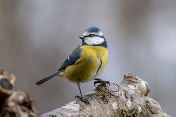 Fototapeta premium Portrait of a perky looking Blue tit