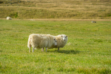 White sheep standing in a windy green field in Iceland