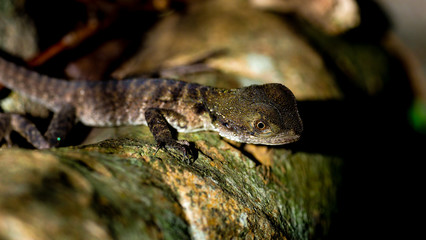 Baby Water Dragon