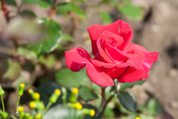 Red roses in the garden - Image