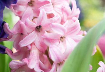 Hydrangea flower background,with soft color for wallpaper decoration